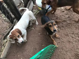 Cachorro raça SRD-ViraLata idade 7 a 11 meses nome Não tem nomes 