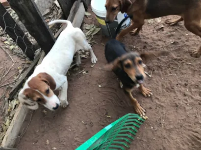 Cachorro raça SRD-ViraLata idade 7 a 11 meses nome Não tem nomes 