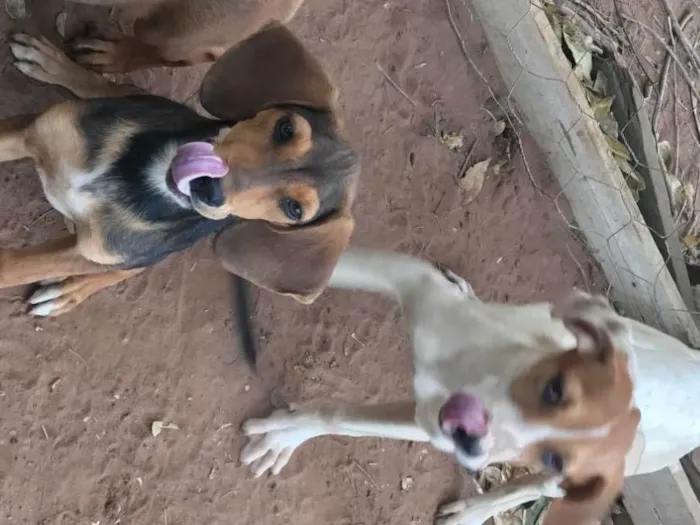 Cachorro ra a SRD-ViraLata idade 7 a 11 meses nome Não tem nomes 