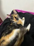 Zoe 