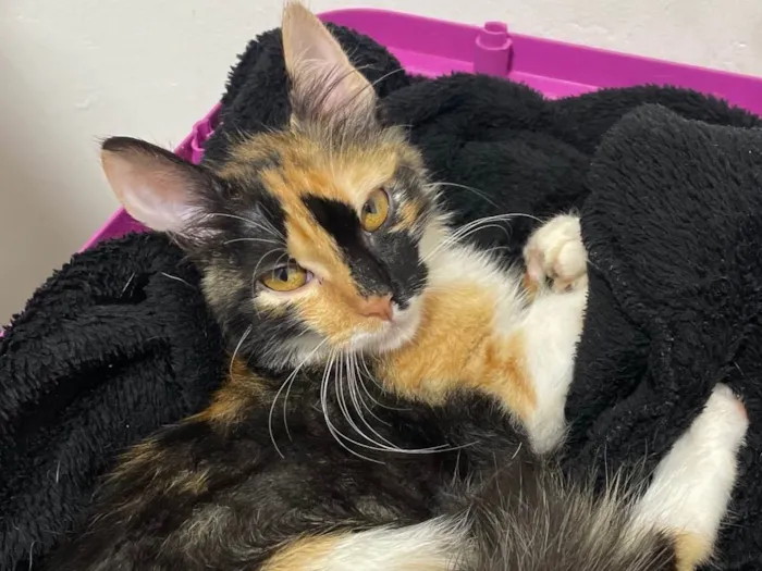 Gato ra a Siamês idade 2 a 6 meses nome Zoe 