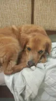 CARAMELO