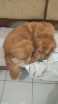 CARAMELO