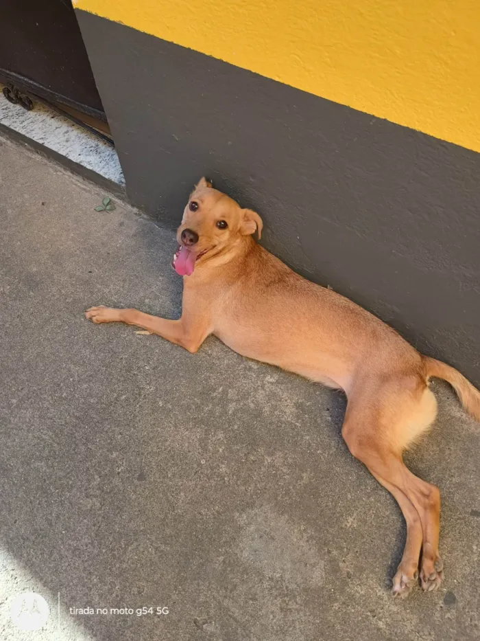 Cachorro ra a SRD-ViraLata idade 4 anos nome Maya 