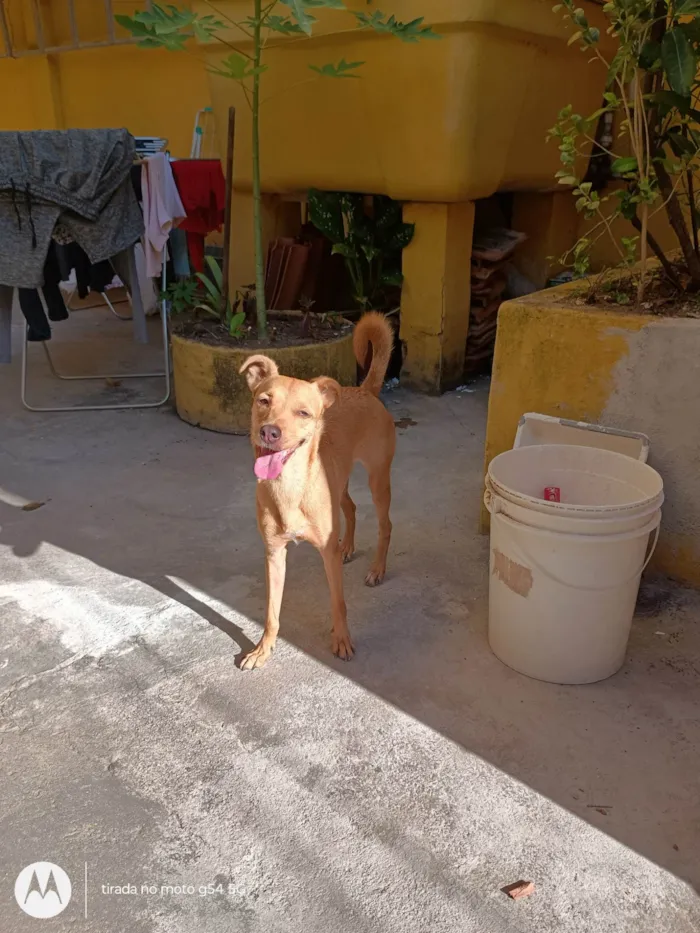 Cachorro ra a SRD-ViraLata idade 4 anos nome Maya 