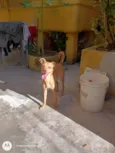 Maya