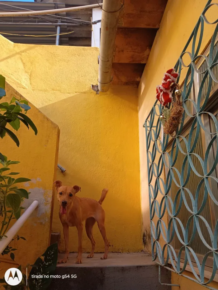 Cachorro ra a SRD-ViraLata idade 4 anos nome Maya 