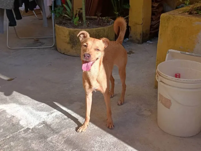Cachorro ra a SRD-ViraLata idade 4 anos nome Maya 