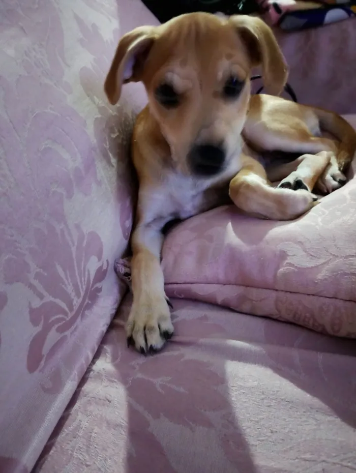 Cachorro ra a SRD-ViraLata idade 2 a 6 meses nome Frida 