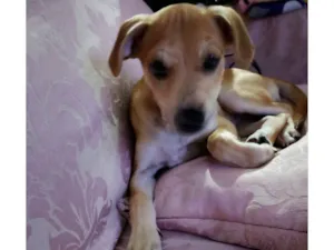 Cachorro raça SRD-ViraLata idade 2 a 6 meses nome Frida 
