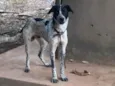 Faísca 