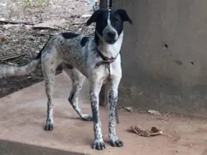 Cachorro raça SRD-ViraLata idade 1 ano nome Faísca 