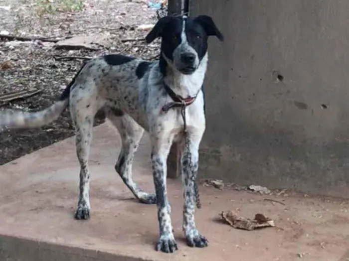 Cachorro ra a SRD-ViraLata idade 1 ano nome Faísca 