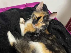 Gato raça Siamês idade 2 a 6 meses nome Zoe 