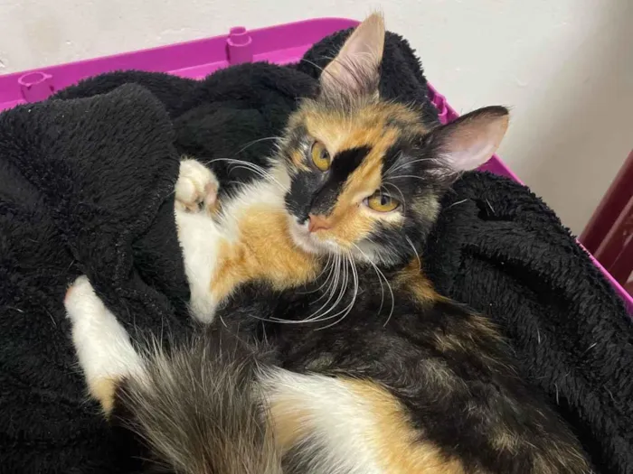 Gato ra a Siamês idade 2 a 6 meses nome Zoe 