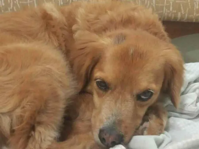 Cachorro ra a SRD-ViraLata idade 6 ou mais anos nome CARAMELO