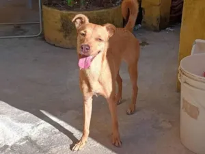 Cachorro raça SRD-ViraLata idade 4 anos nome Maya 