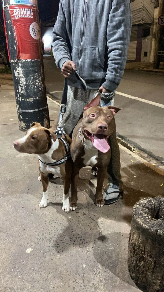 Cachorro ra a Pit-Bull idade 1 ano nome Revoada