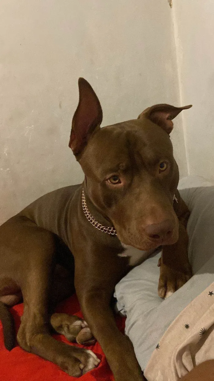 Cachorro ra a Pit-Bull idade 1 ano nome Revoada