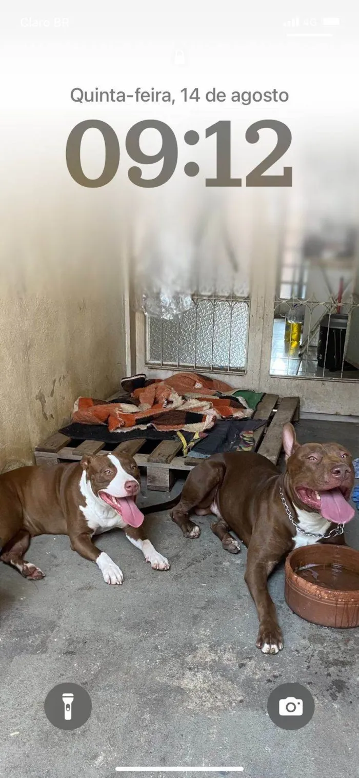 Cachorro ra a Pit-Bull idade 1 ano nome Revoada