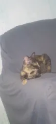Pretinha