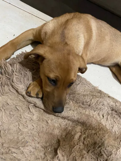 Cachorro raça SRD-ViraLata idade 2 a 6 meses nome Ayla 