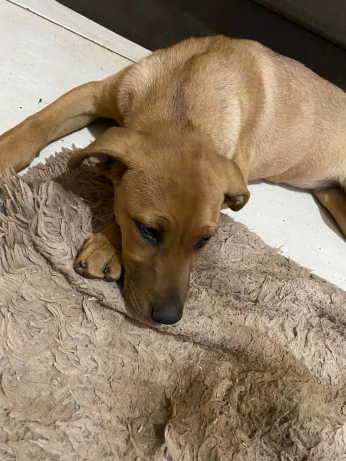 Cachorro ra a SRD-ViraLata idade 2 a 6 meses nome Ayla 