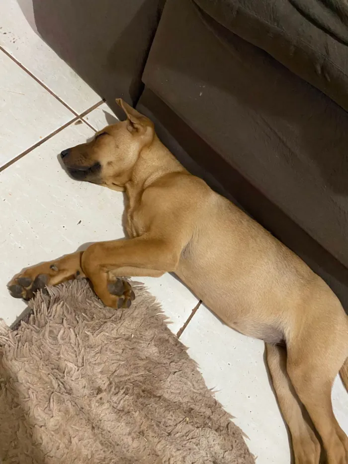 Cachorro ra a SRD-ViraLata idade 2 a 6 meses nome Ayla 
