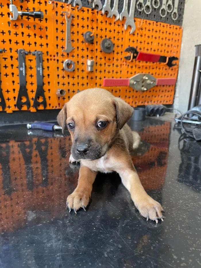 Cachorro ra a SRD-ViraLata idade Abaixo de 2 meses nome Irmãos 