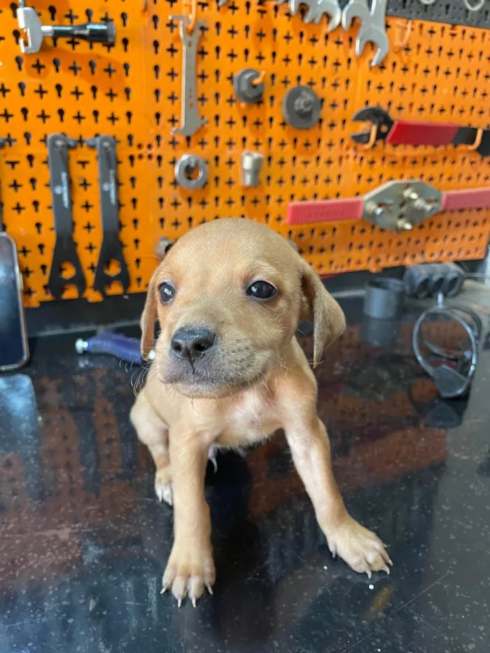 Cachorro ra a SRD-ViraLata idade Abaixo de 2 meses nome Irmãos 