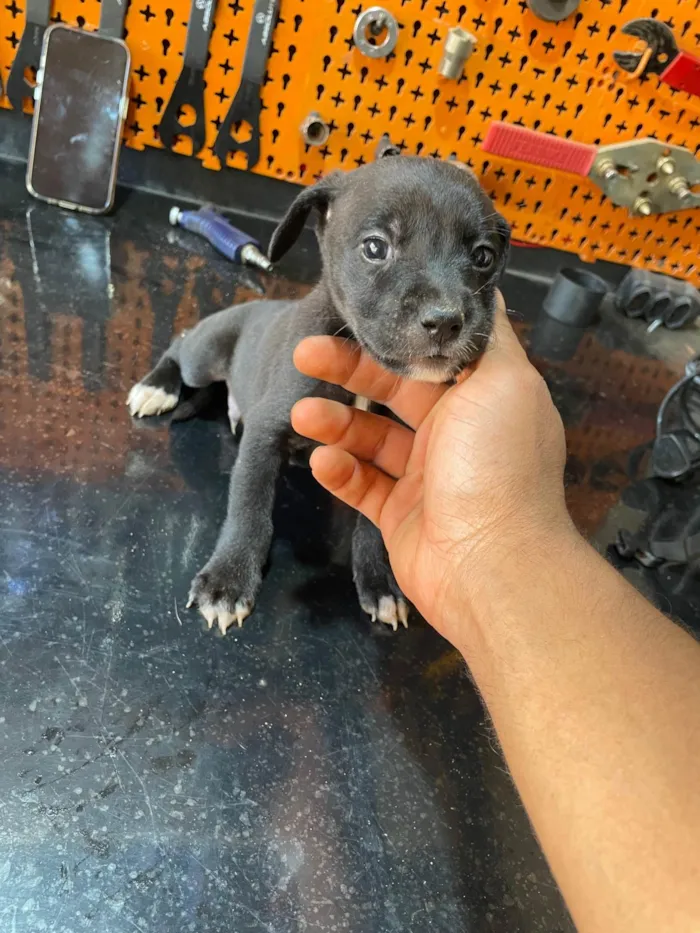 Cachorro ra a SRD-ViraLata idade Abaixo de 2 meses nome Irmãos 