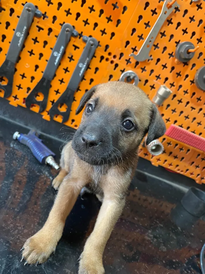 Cachorro ra a SRD-ViraLata idade Abaixo de 2 meses nome Irmãos 
