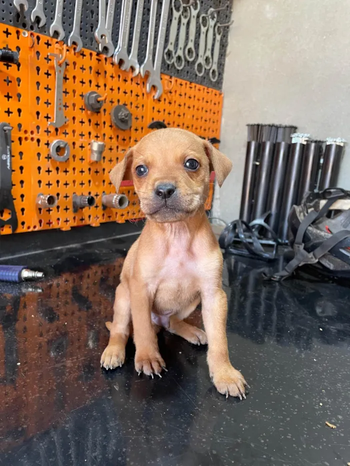 Cachorro ra a SRD-ViraLata idade Abaixo de 2 meses nome Irmãos 