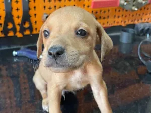Cachorro raça SRD-ViraLata idade Abaixo de 2 meses nome Irmãos 