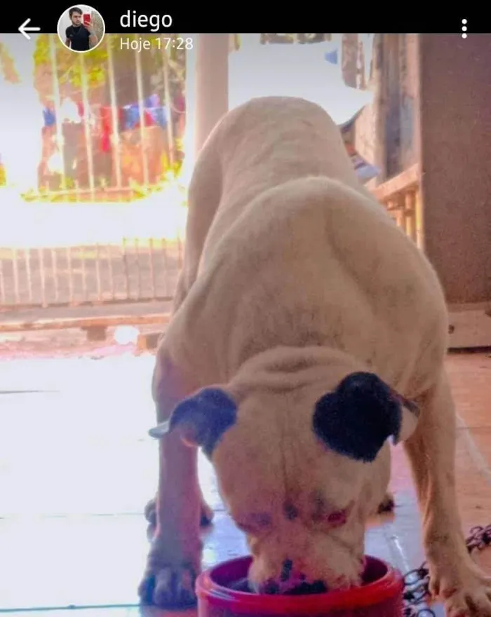 Cachorro ra a Pit-Bull idade 6 ou mais anos nome Luci