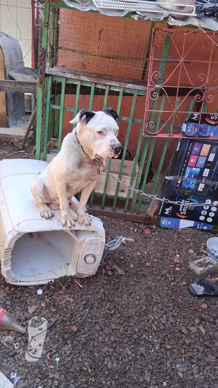 Cachorro ra a Pit-Bull idade 6 ou mais anos nome Luci