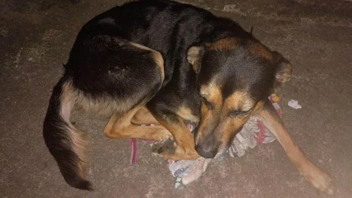 Cachorro ra a SRD-ViraLata idade 3 anos nome Scooby 