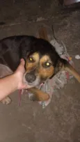 Scooby 