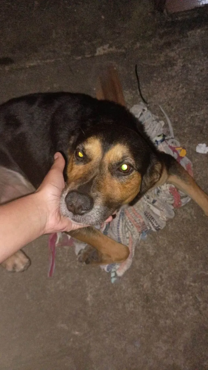 Cachorro ra a SRD-ViraLata idade 3 anos nome Scooby 