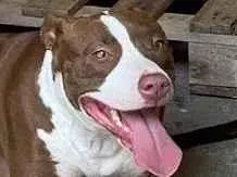 Cachorro raça Pit-Bull idade 1 ano nome Revoada