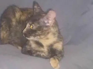 Gato raça SRD-ViraLata idade 2 a 6 meses nome Pretinha 