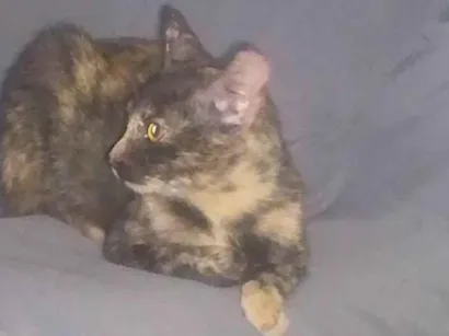 Gato raça SRD-ViraLata idade 2 a 6 meses nome Pretinha 