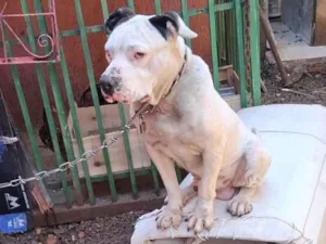 Cachorro raça Pit-Bull idade 6 ou mais anos nome Luci