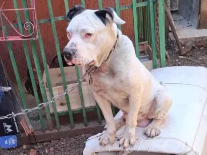Cachorro raça Pit-Bull idade 6 ou mais anos nome Luci