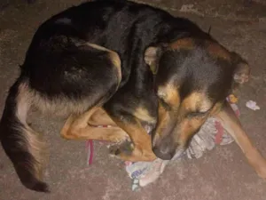 Cachorro raça SRD-ViraLata idade 3 anos nome Scooby 