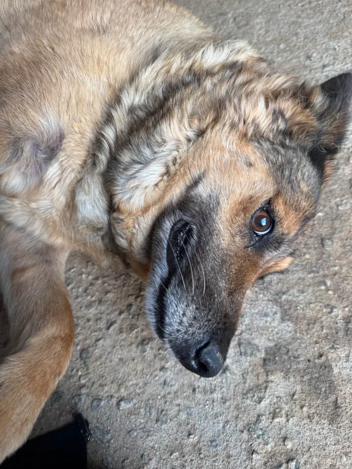 Cachorro ra a Pastor Alemão idade 6 ou mais anos nome Sandy