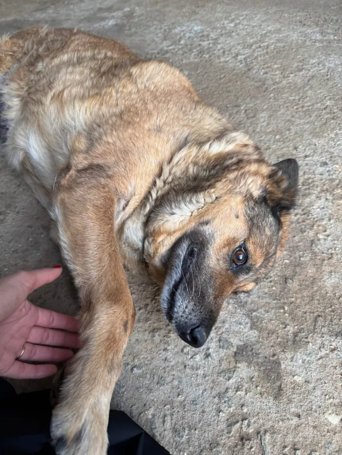Cachorro ra a Pastor Alemão idade 6 ou mais anos nome Sandy