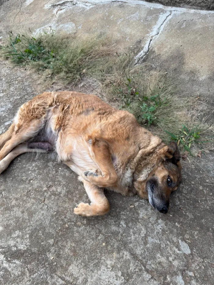 Cachorro ra a Pastor Alemão idade 6 ou mais anos nome Sandy