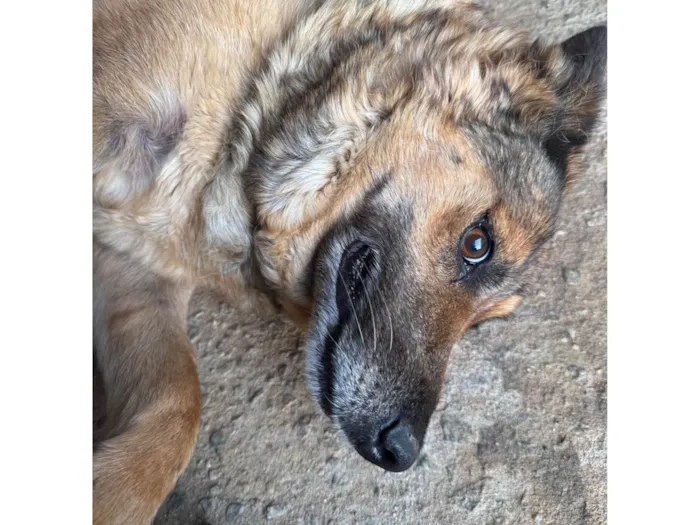 Cachorro ra a Pastor Alemão idade 6 ou mais anos nome Sandy