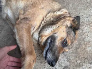 Cachorro raça Pastor Alemão idade 6 ou mais anos nome Sandy